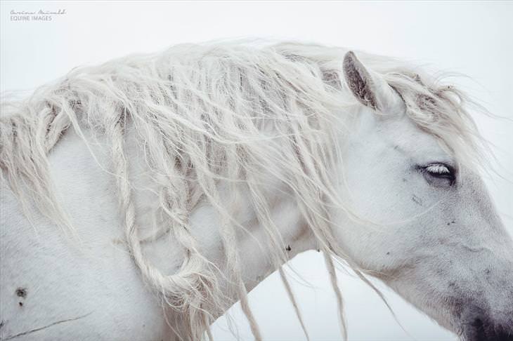 Fotos de cavalos selvagens de tirar o fôlego