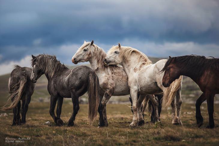 A beleza majestosa desses cavalos selvagens