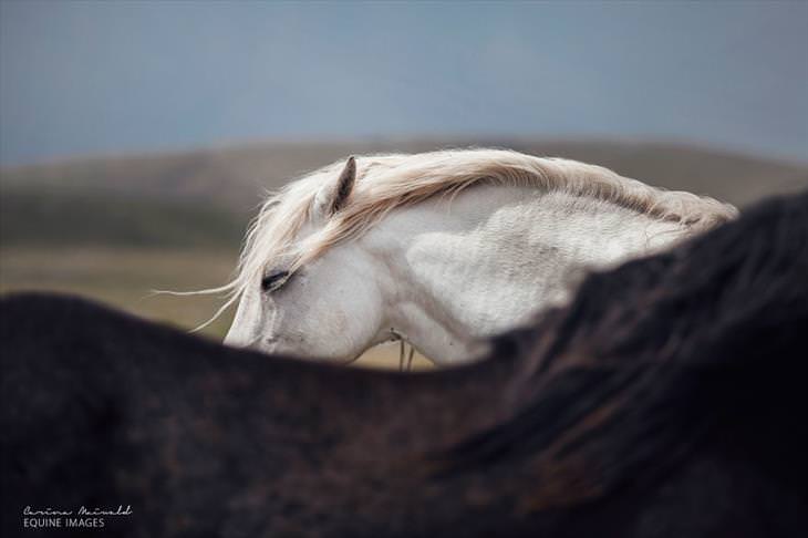 A beleza majestosa desses cavalos selvagens