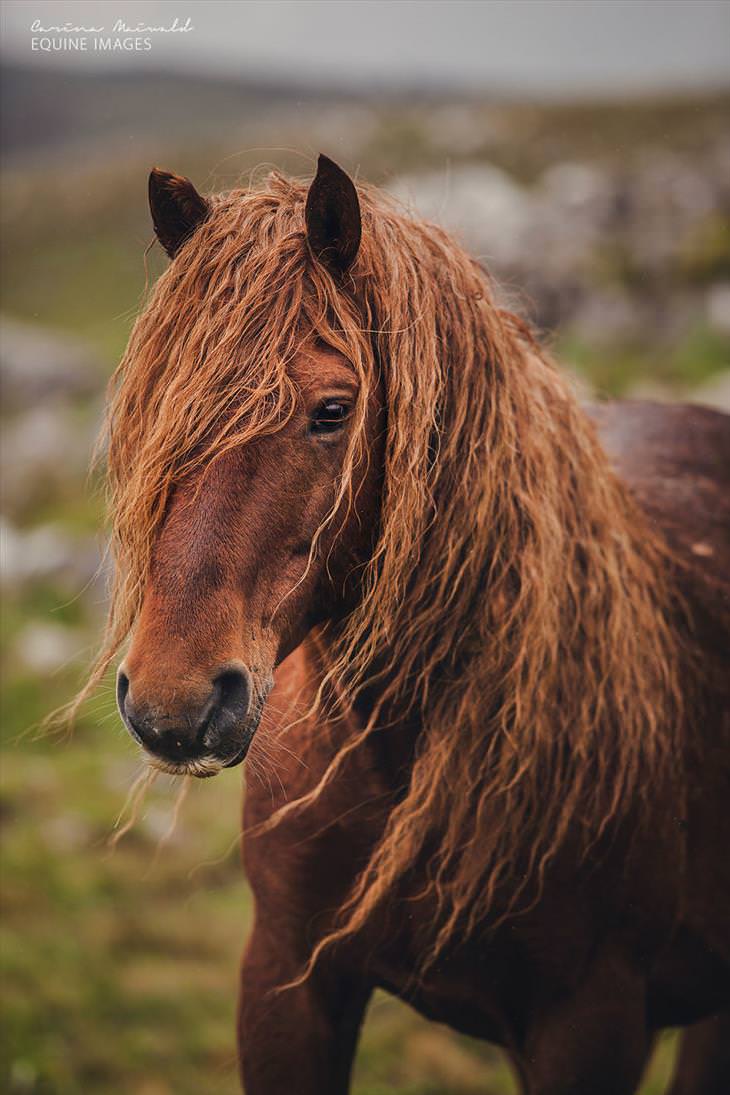 Fotos de cavalos selvagens de tirar o fôlego