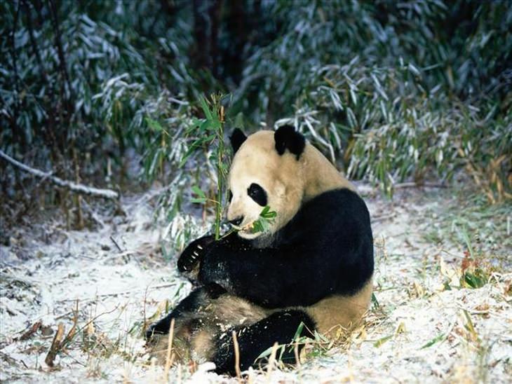 A vida dos pandas