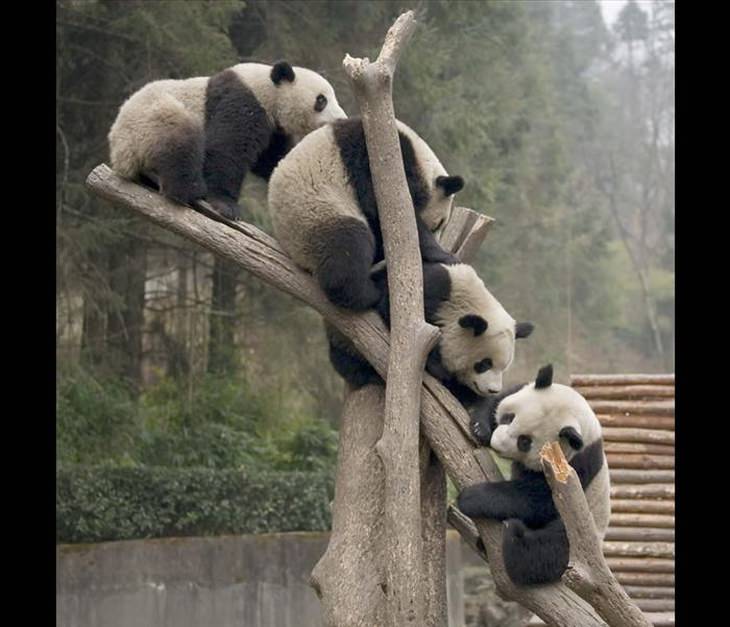 A vida dos pandas