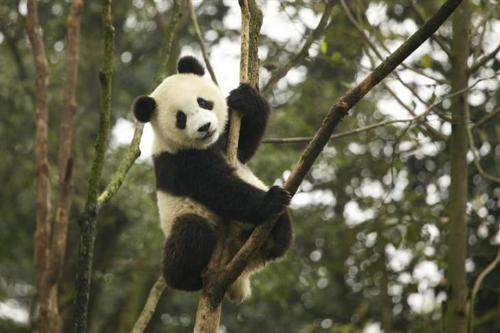 panda faz parte do safari