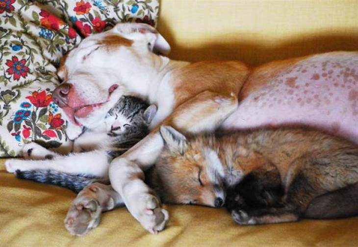 Animais de diferente espécies dormindo juntos