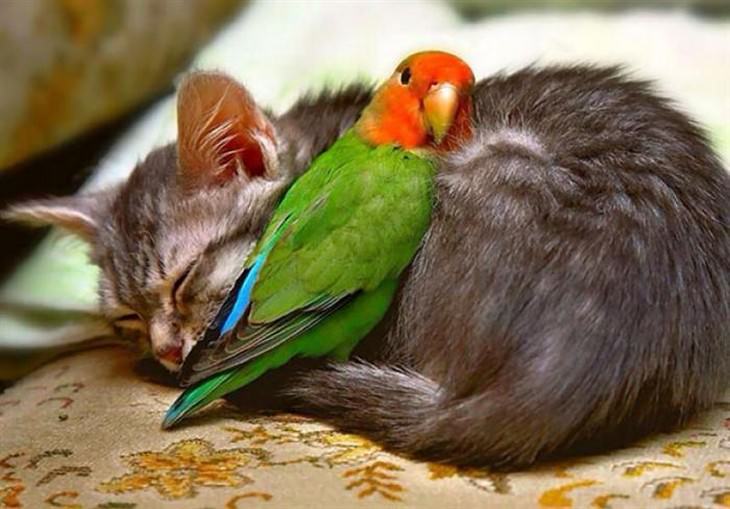Animais de diferente espécies dormindo juntos