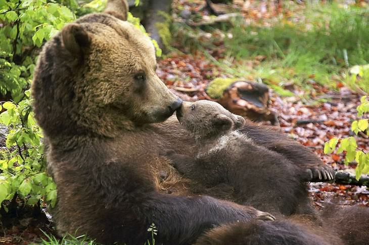 25 lindos ursos e seus filhotes