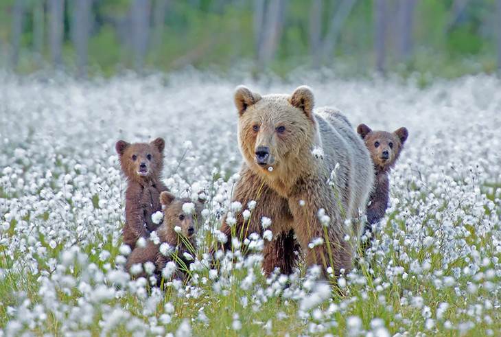 25 lindos ursos e seus filhotes