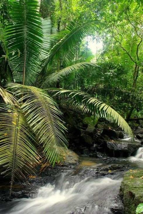 As belezas da Amazônia e seu ecossistema