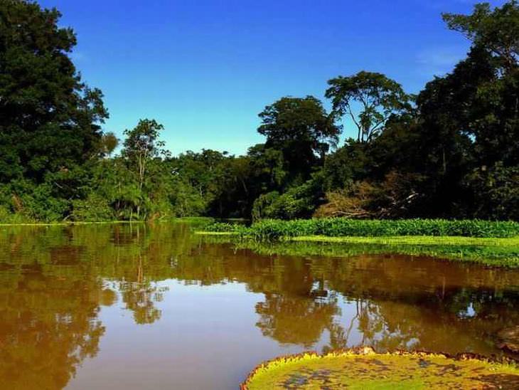 As belezas da Amazônia e seu ecossistema