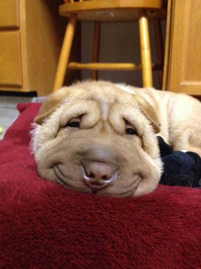 Os sorrisos caninos mais fofos