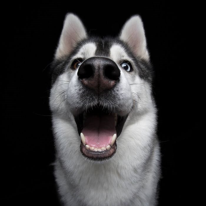 Os sorrisos caninos mais fofos