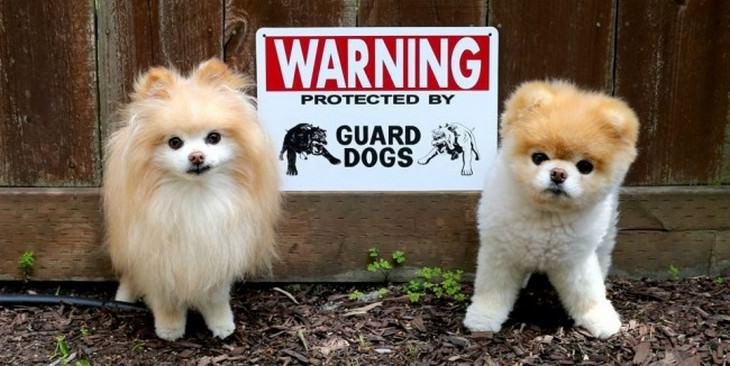 Alerta de fofura: Cães de guarda que você não tem medo