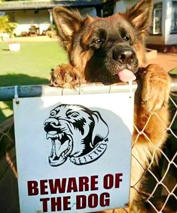 Alerta de fofura: Cães de guarda que você não tem medo