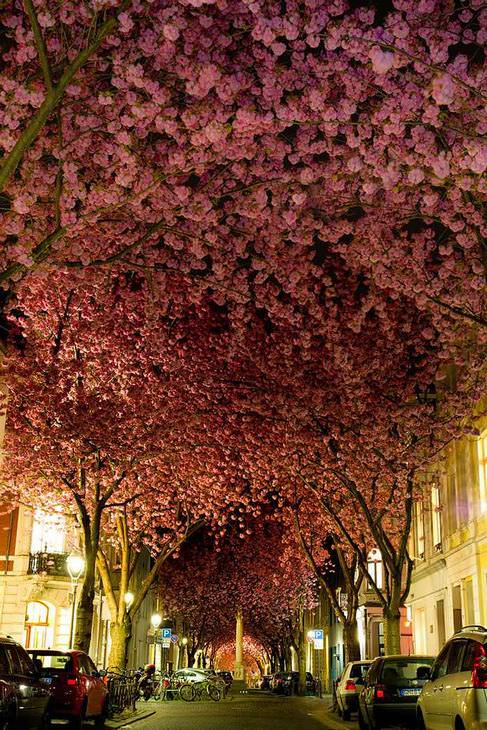 As ruas mais floridas do mundo