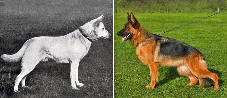 a mudança física dos cachorros em 100 anos