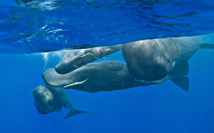 Fotos belíssimas de baleias & golfinhos majestosos