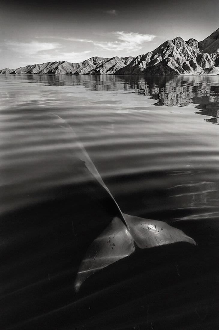 Fotos belíssimas de baleias & golfinhos majestosos
