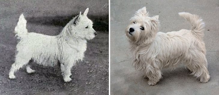 a mudança física dos cachorros em 100 anos