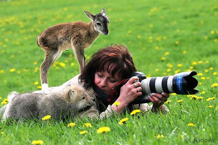 Animais Selvagens Interagem com Fotógrafos!