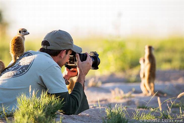 Animais Selvagens Interagem com Fotógrafos!