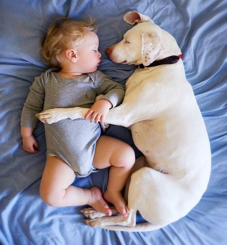 cão e bebê