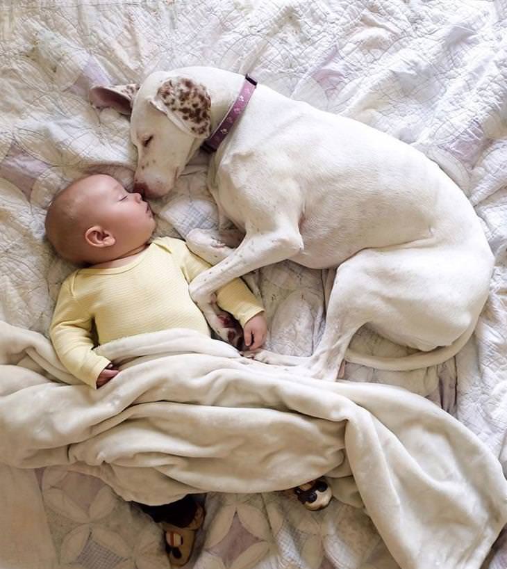 cão e bebê