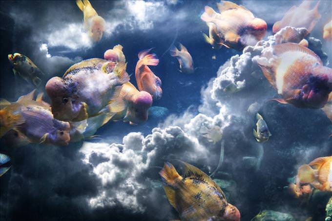 peixe nas nuvens
