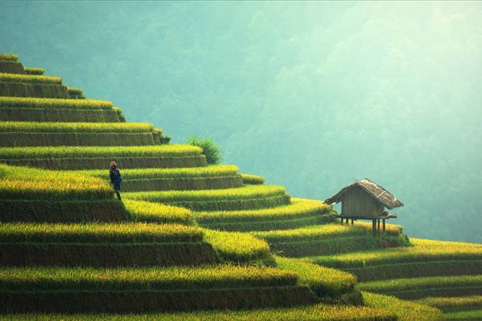 Asian layered fields