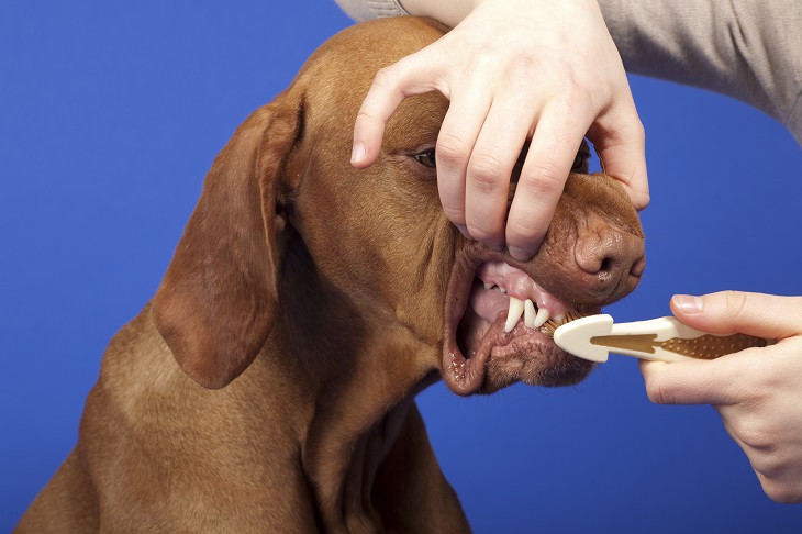 dente do cachorro