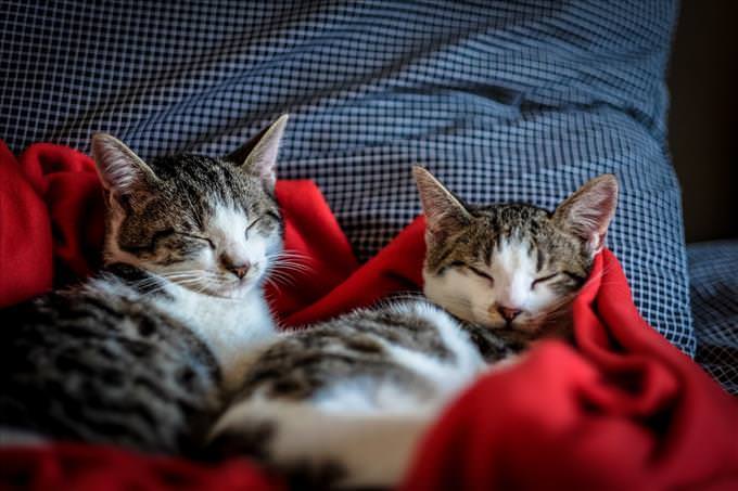 2 gatos dormindo juntos
