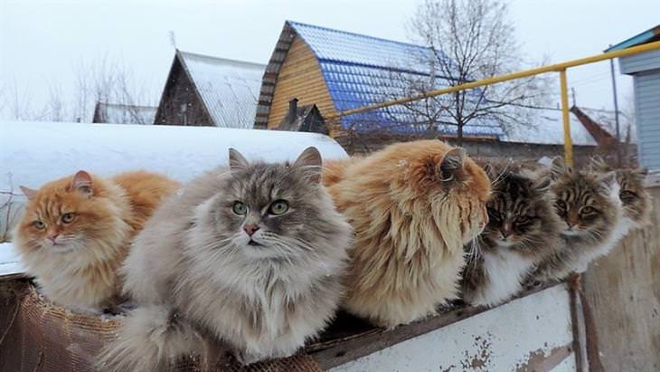 fazenda na rússia com gatos siberianos alla lebedeva