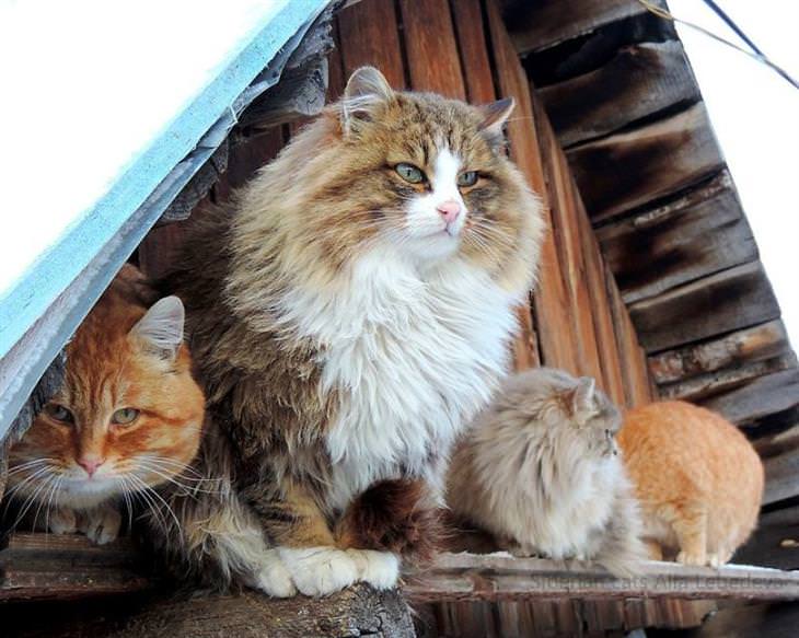 fazenda na rússia com gatos siberianos alla lebedeva