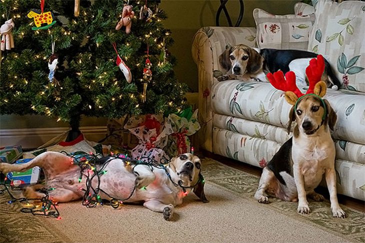 animais hilarios no natal