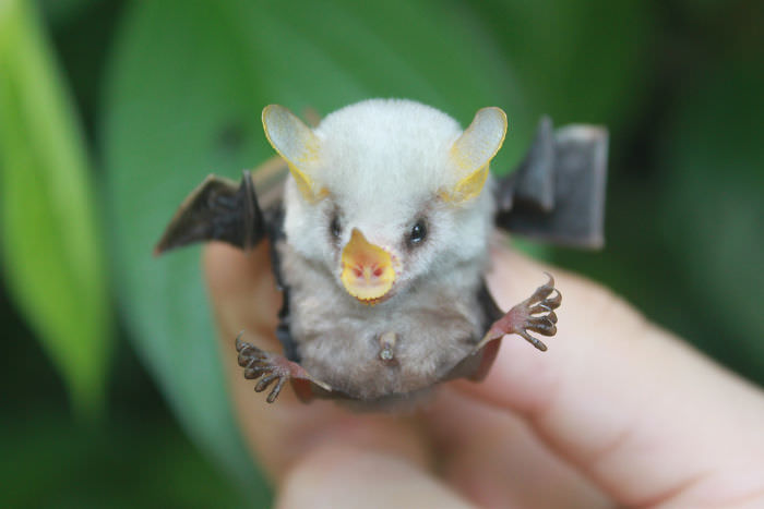 filhotes de morcego fofos