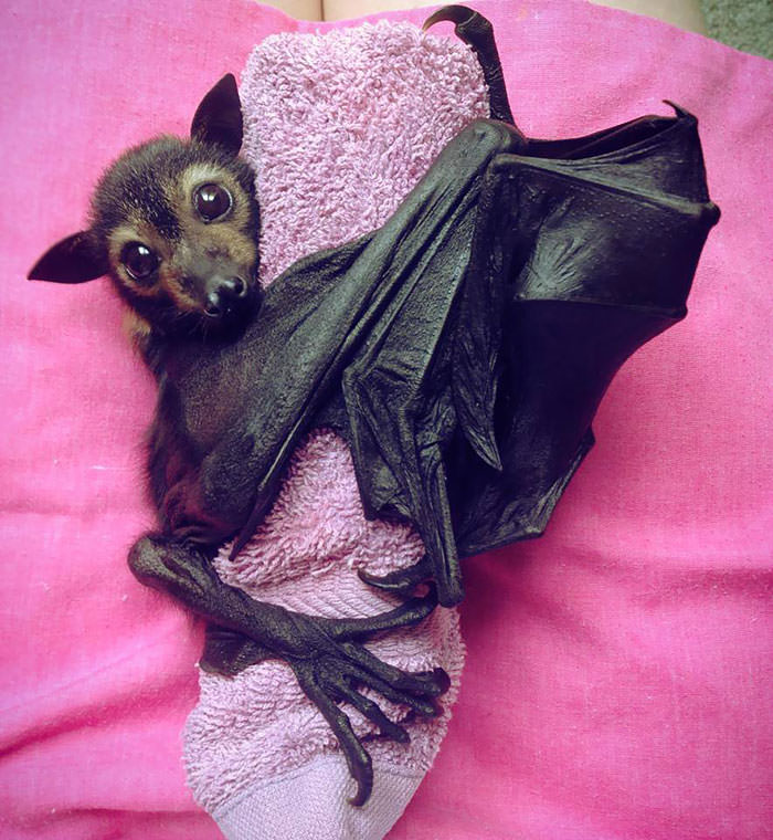 filhotes de morcego fofos