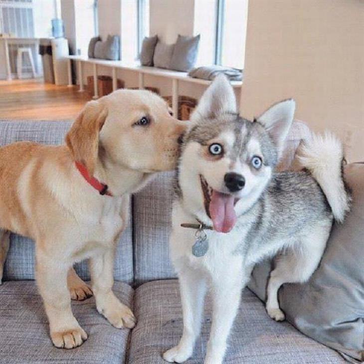 Cães e seus melhores amigos