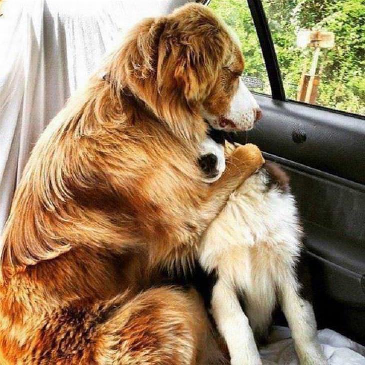 Cães e seus melhores amigos