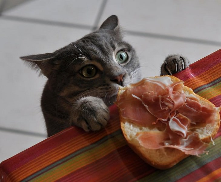 Alguns gatos só têm olhos para sua ceia deliciosa
