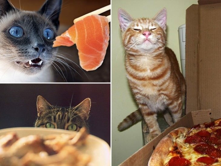 Alguns gatos só têm olhos para sua ceia deliciosa