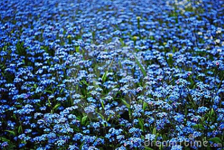 A Bela Natureza em Azul