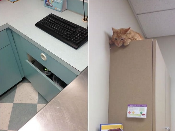 14 Gatos Visitando o Veterinário