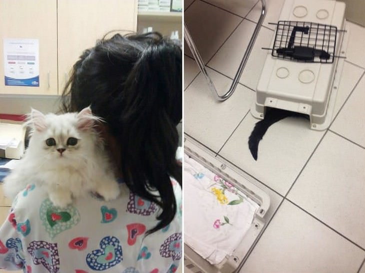 14 Gatos Visitando o Veterinário