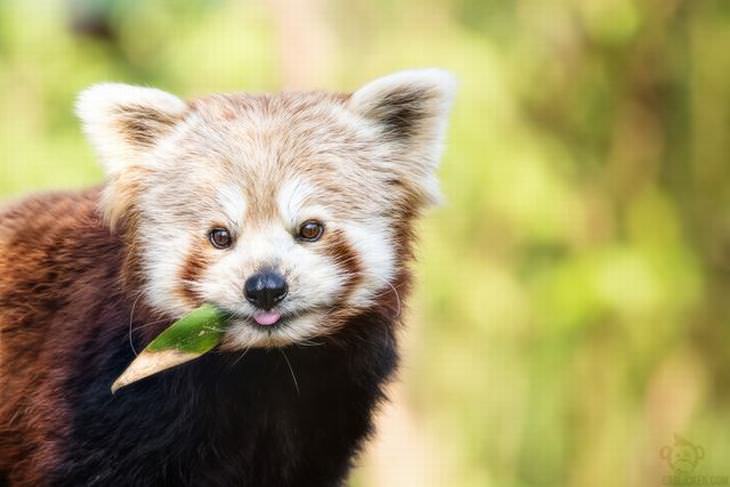 Conheça o Adorável Panda Vermelho!