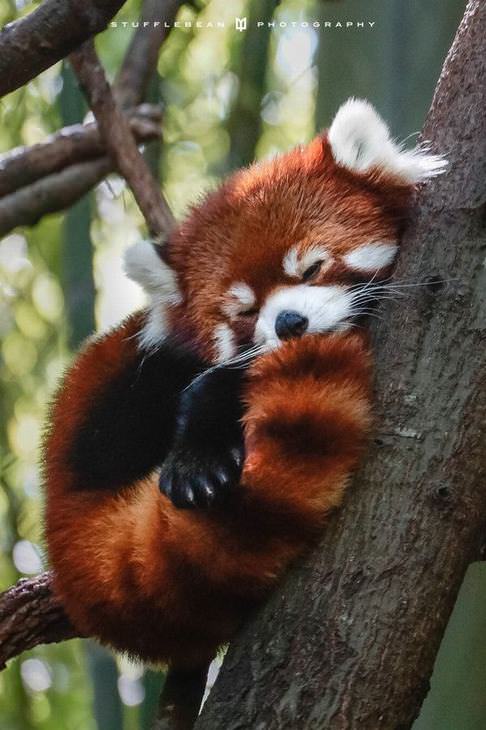 Conheça o Adorável Panda Vermelho!