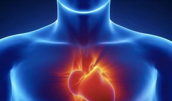25 curiosidades sobre o coração humano