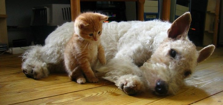 22 fotos que provam a dominância dos gatos sobre os cães