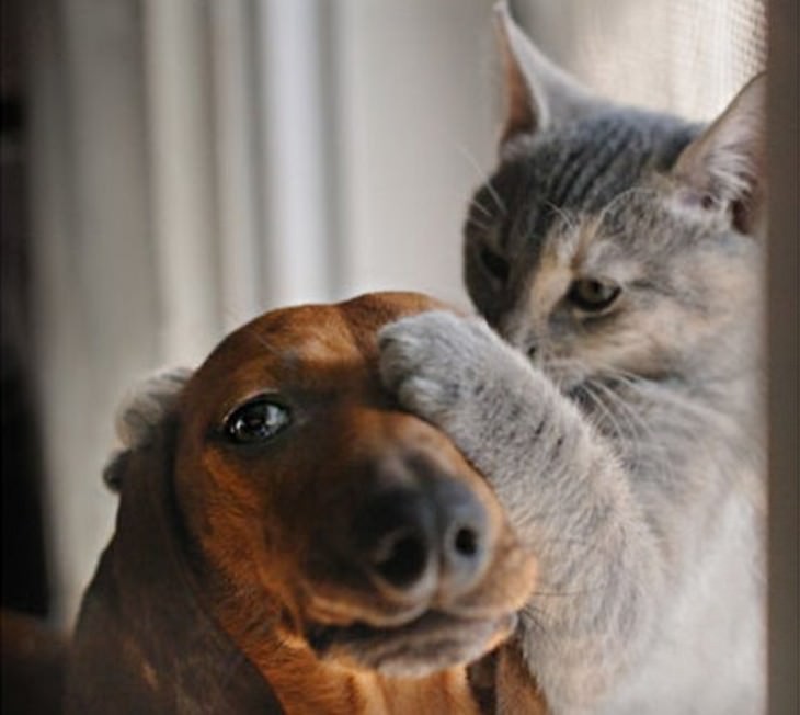 22 fotos que provam a dominância dos gatos sobre os cães