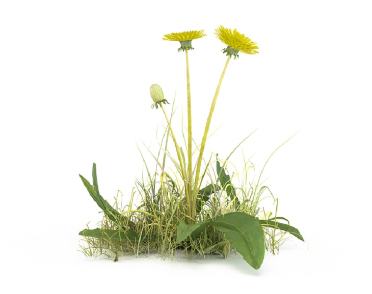 Herbicidas naturais para erva daninhas