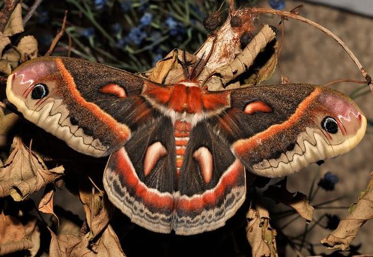 antes e depois: lagartas e borboletas