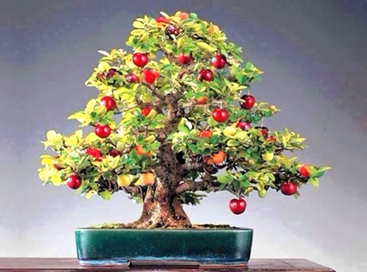Árvores de frutos bonsai